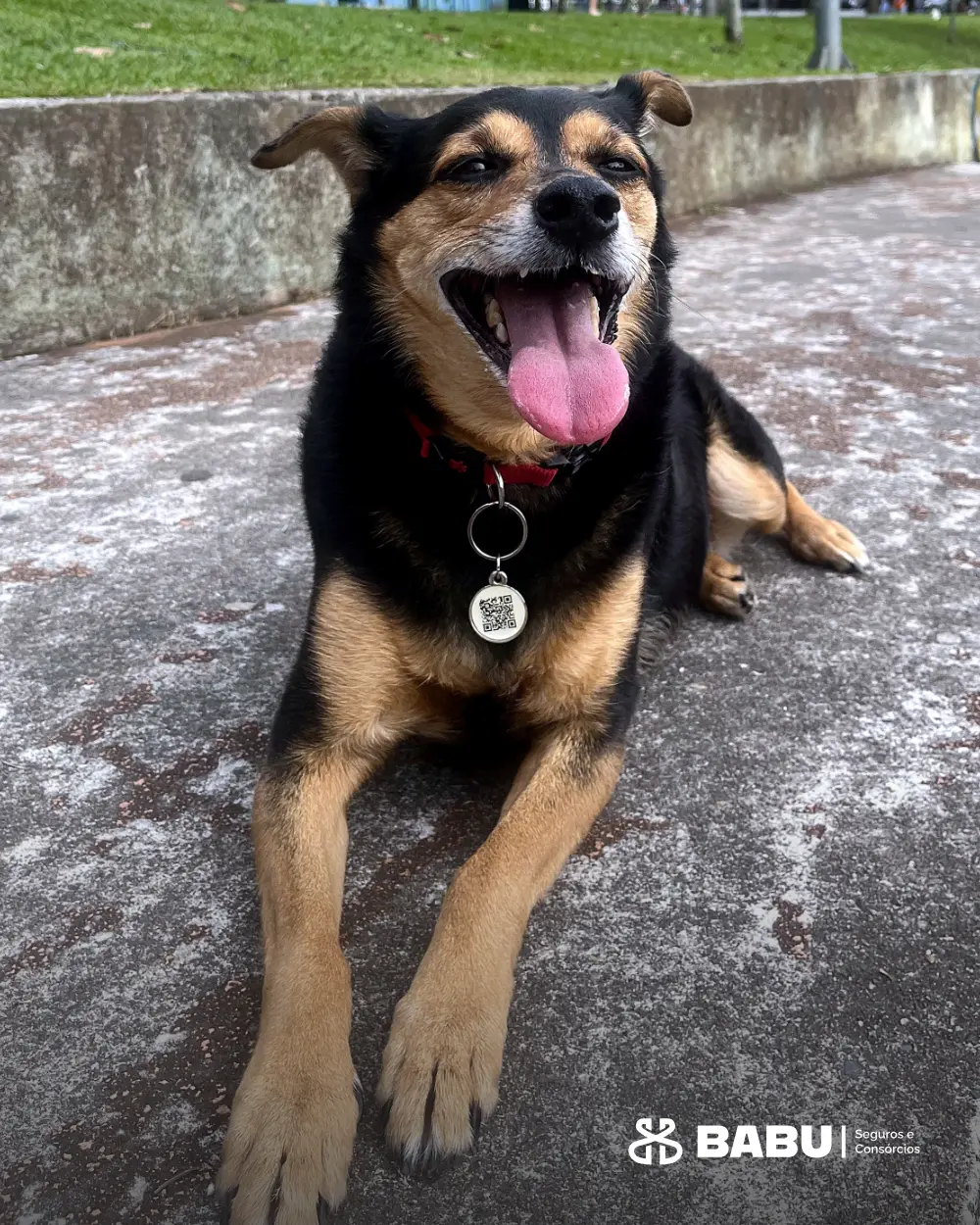 Bilu, a cachorrinha da Bárbara e do Anderson, deitada no parque com a língua de fora